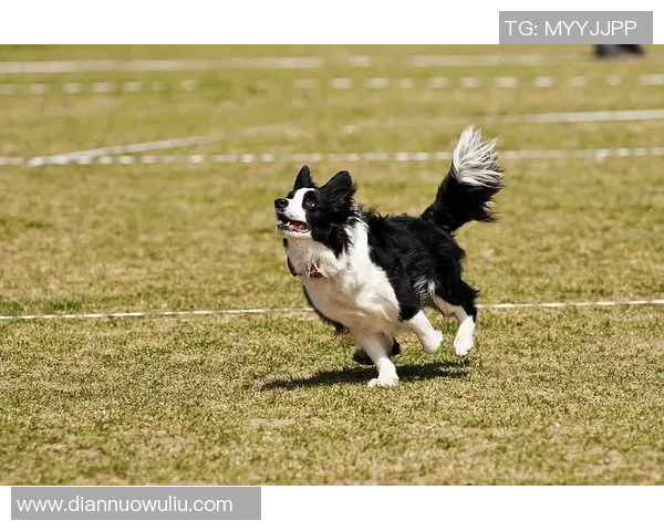 北京飞盘队速度对比深度解析与战术优势探讨